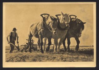 German WWII Art Card Julius P Junghans Pfluegen Plowing Horses 1941