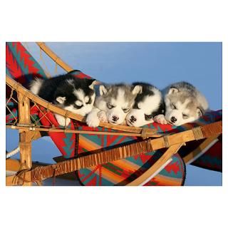 Four six week old Siberian Husky puppies asleep in Poster