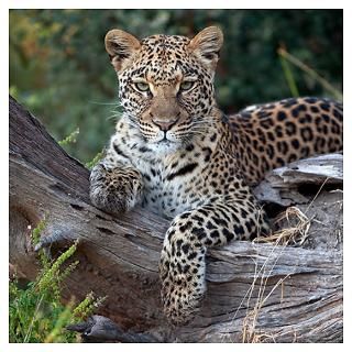 Leopard (Panthera pardus) resting Botswana for $23.00