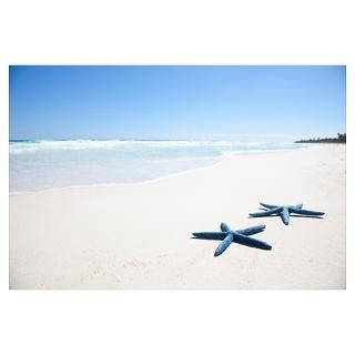 Two blue starfish at waters edge on tropical beac Poster