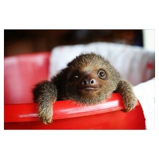 Baby two toed sloth at sanctuary in Costa Rica Poster