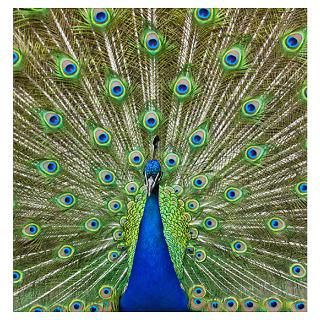 Peacock displaying its colorful feathers Poster