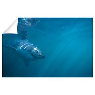Wall Art  Wall Decals  Great White Shark Swimming