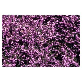 Wall Art  Posters  Heather George Rendall flowers