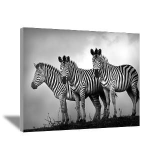 Zebra Stallions in Black and White Canvas Art