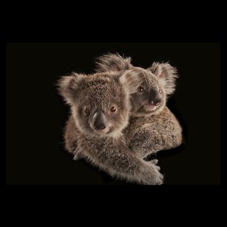 National Geographic Art Store  Koala Rescue  Beerwah, Queensland