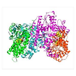 Wall Art  Posters  Nitrogenase protein, molecular