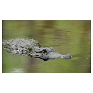Wall Art  Posters  alligator in water Poster