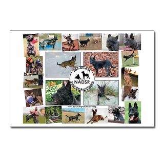 Agility Gifts  Agility Postcards  2009 Calendar Collage Postcards