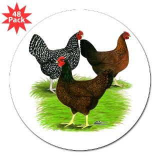 Dark Brown Egg Hens 3 Lapel Sticker (48 pk) for $30.00