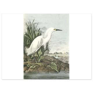 Snowy Egret 5.5 x 7.5 Flat Cards