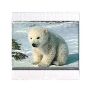 polar bear 60