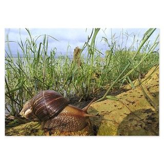 Africa Gifts  Africa Flat Cards  giant african land snail 3.5 x 5