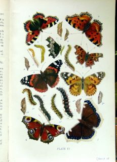 CA1916 Kirby Butterflies and Moths of The United Kingdom 70 Plates in