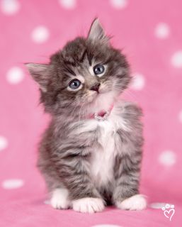 Pebbles Cute Kitten Pink Cat Animal Panel Fleece Fabric