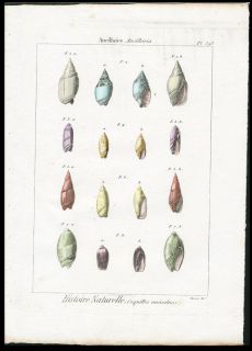 1782 Lamarck Hand Color Copper Plate Engraving Ancillaria Shells Plate