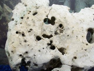 Natural Texas Holey Limestone Cichlid Aquarium Rock 55