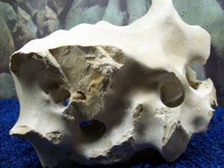 Natural Texas Holey Limestone Cichlid Aquarium Rock 56