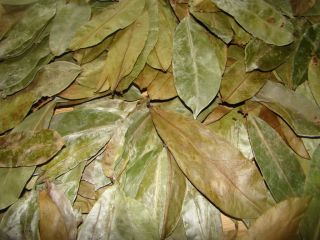 Guyabano Soursop Leaves Sun Dried 60pcs
