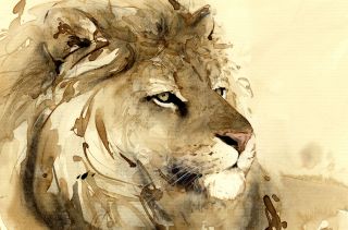 David Leung Fauve Felin Lion Afrique Kenia Animalier Reboussin Paul
