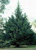 Gold Rider Leyland Cypress Tree 1 2 Foot Ready Now