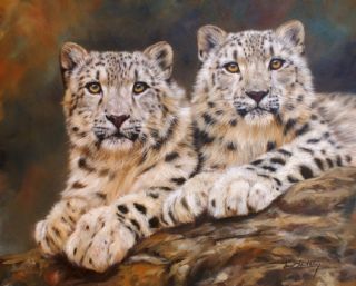 Snow Leopards Superb New David Stribbling Oil Painting
