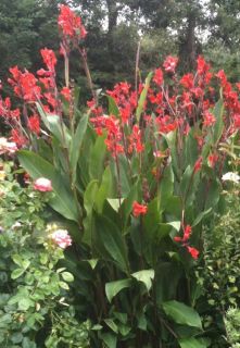 Red Canna Lily Rhizome Bulb of The Highest Quality Ready to Plant