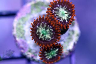 Live Coral CC Ring of Fire Zoa Chalice Acan LPS SPS Le Coral Frag
