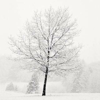 Lone Tree in Snow, 2007