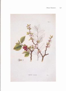 Set of 16 Joseph Prestele Botanical Prints American Trees