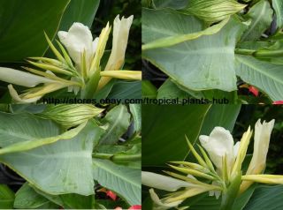Bulbs Canna Lily White Green Leaf Tropical Plant
