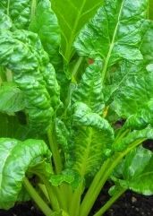 Giant Lucullus Swiss Chard 500 Seeds Heirloom Same Day Shipping