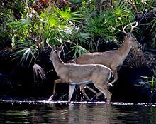 across the loxahatchee river in florida the does lost them by entering