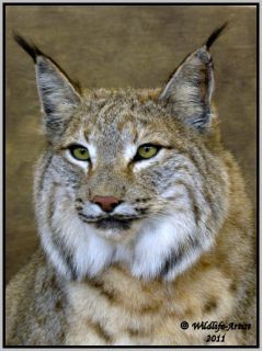 Bobcat Lynx Cat Taxidermy Mount Fur Hunting by Wildlife Artist