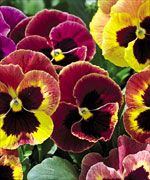 Annual Mammoth Sangria Punch Pansy Seeds Extra Large