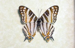 are known as road map butterflies due to their intricate map designs