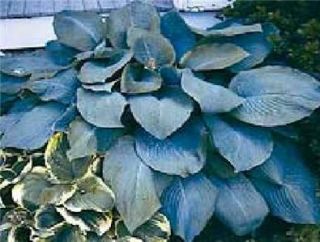 Hosta, Blue MammothHUGE Blue Hosta Live plant