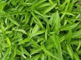 aquatica is a semi aquatic tropical plant grown as a leaf vegetable