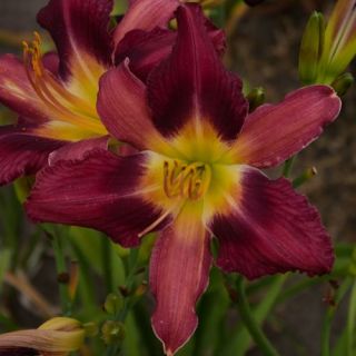 Chicago Royal Purple DAYLILY DF Live Plants Perennial Flowers