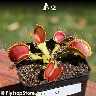 RARE A2 Venus Flytrap Carnivorous Plant
