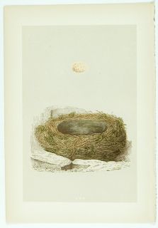 1875 Antique Morris Bird Nest Print 65 Grey Wagtail
