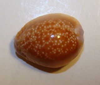 Hawaiiensis 21 9mm Hawaii Endemic Honey Cowry Shell Hawaiian