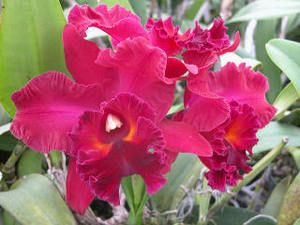 BLC Edisto Mendenhall Super Red Cattleya Orchid Plant