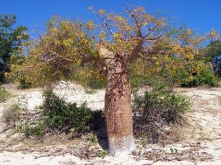 Adansonia Rubrostipa Fony Baobab Fresh Seeds