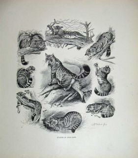 TODAY1904 Animals Drawings Wild Cats Millais Nature Print