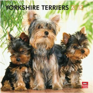 BrownTrout 2013 Yorkshire Terriers Wall Calendar   Gifts for Dog