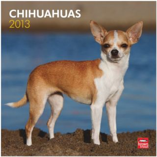 BrownTrout 2013 Chihuahuas Wall Calendar   Gifts for Dog Lovers   Dog