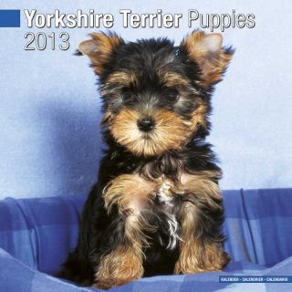 Kalender 2013 Yorkshire Terrier   Yorkie   Welpen