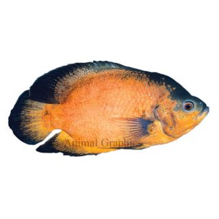 Red Oscar Cichlid   South American Cichlids   Fish