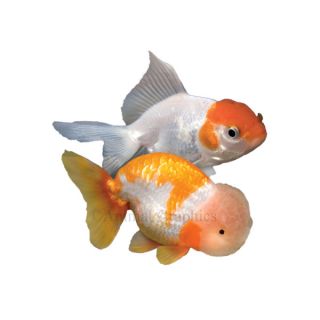 Live Pet Fish Goldfish Fancy Goldfish, Assorted